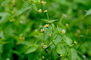 Saetilla ve mielcilla dahil Galinsoga parviflora 'nın ortak alternatif isimleri. Beyaz yapraklı ve sarı merkezli alışveriş merkezi çiçekleri..