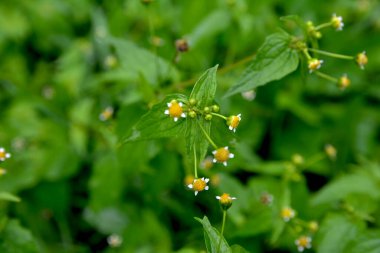Saetilla ve mielcilla dahil Galinsoga parviflora 'nın ortak alternatif isimleri. Beyaz yapraklı ve sarı merkezli alışveriş merkezi çiçekleri..