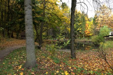 Orman göleti, sarı yapraklar ve sudaki ağaç yansımaları ile huzurlu sonbahar manzarası. Doğal uyum, sessizlik ve burada rahat bir park atmosferi. Lviv açık hava müzesinde sonbahar doğası..