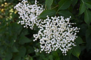 Güneşli bir bahar gününde, güzel, beyaz bir mürver dalı canlı çiçeklerle çevrili. Mavi bir gökyüzü zeminine karşı fotokopi uzay görüntüsünü kapat.