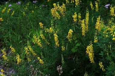 Lembotropis Nigrican 'lar doğada yetişir. Cyni Süpürgesi Çalı üzerinde sarı çiçeklerin narin bir dalı.