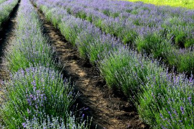 Renkli çiçek açan lavandula ya da şafak vakti lavanta tarlası. Bitmeyen sıralarda açan lavanta çiçekleri..