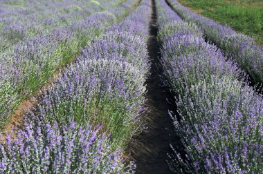 Renkli çiçek açan lavandula ya da şafak vakti lavanta tarlası. Bitmeyen sıralarda açan lavanta çiçekleri..