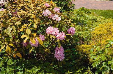 Çiçekli Manolya Lale Ağacı. Pembe çiçekli manolya çalısı