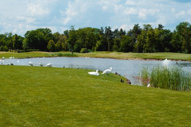 Yaz öğleden sonra gölün kıyısında beyaz kuğular