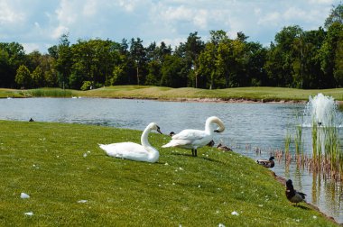 Yaz öğleden sonra gölün kıyısında beyaz kuğular