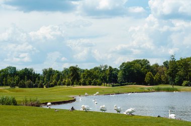 Yaz öğleden sonra gölün kıyısında beyaz kuğular