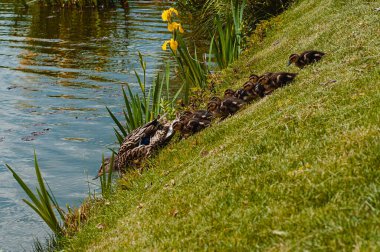 Ördek yavrusuyla birlikte yaz günü göle gider.