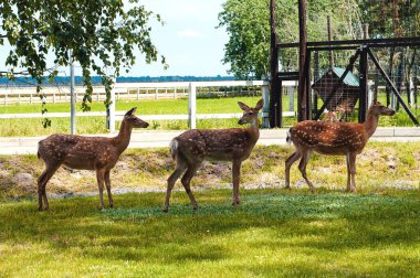 Yaz parkında genç, tatlı çocuklar.