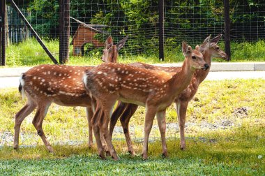 Yaz parkında genç, tatlı çocuklar.