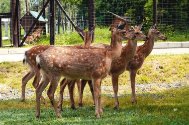 Yaz parkında genç, tatlı çocuklar.