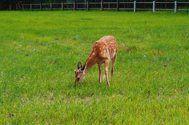 Yaz parkında genç, tatlı çocuklar.