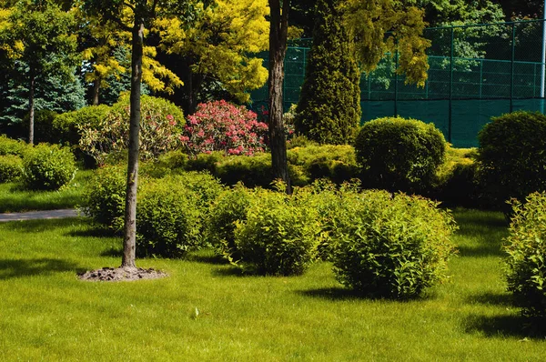 Ağaçları, çalıları ve yeşil çimenleri olan güzel bir park.