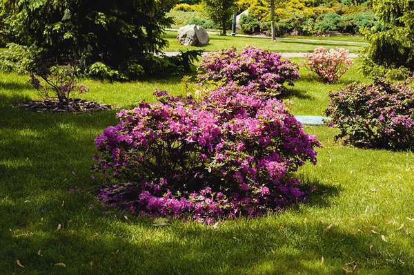 Çiçekli Manolya Lale Ağacı. Mor çiçekli manolya çalısı