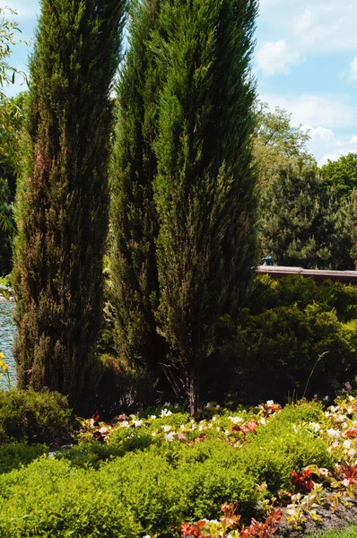 Hermoso Parque Con Árboles Arbustos Césped Verde Diseño Paisaje Verano — Foto de Stock