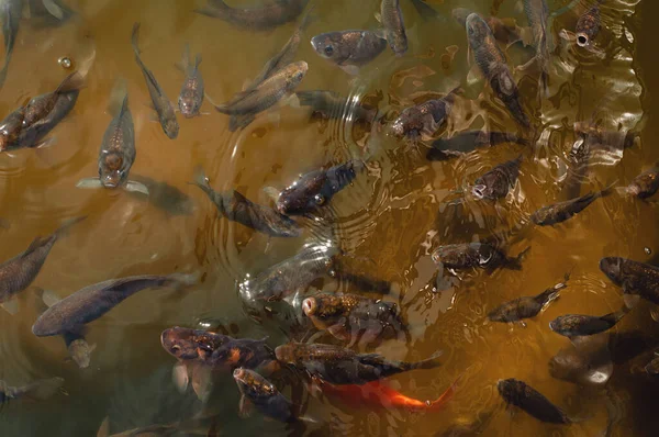 Massor Fisk Sjön Karachi Och Karp — Stockfoto