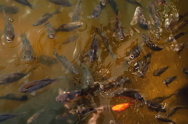 Viele Fische See Karatschi Und Karpfen — Stockfoto