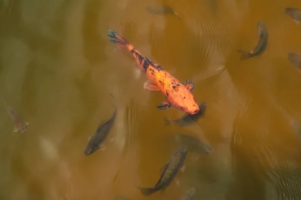 Massor Fisk Sjön Karachi Och Karp — Stockfoto