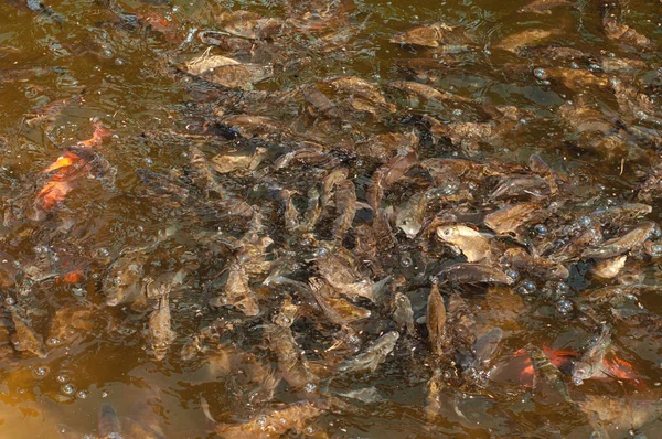 Massor Fisk Sjön Karachi Och Karp — Stockfoto