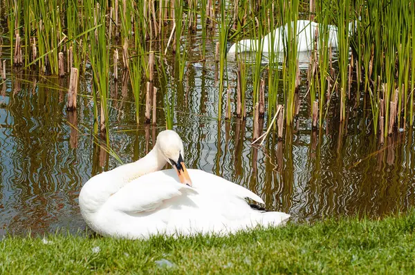 Cisnes Blancos Orilla Del Lago Tarde Verano — Foto de Stock