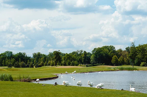 Yaz öğleden sonra gölün kıyısında beyaz kuğular