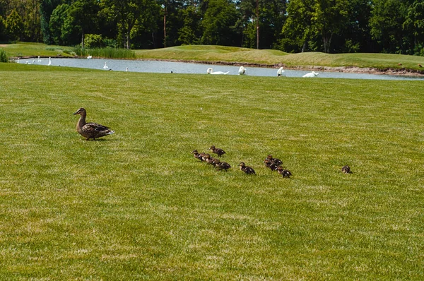 Die Ente Mit Den Entchen Geht Einem Sommertag Den See — Stockfoto