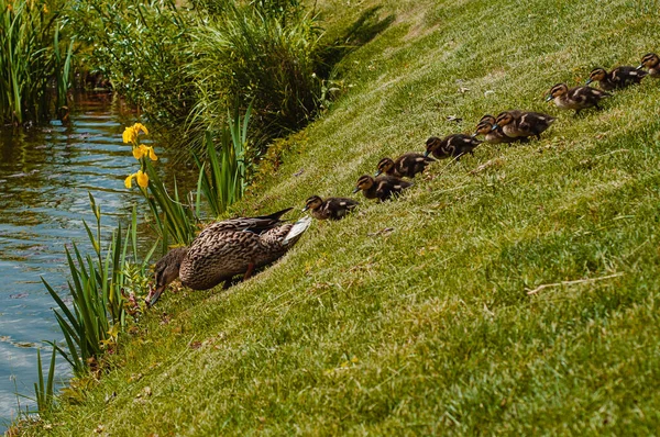 Die Ente Mit Den Entchen Geht Einem Sommertag Den See — Stockfoto