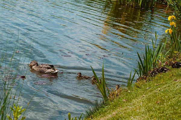 Canard Avec Les Canetons Flotte Long Lac Jour Été — Photo