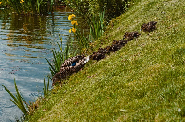 Die Ente Mit Den Entchen Geht Einem Sommertag Den See — Stockfoto