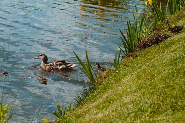 Pato Con Los Patitos Flota Junto Lago Día Verano — Foto de Stock
