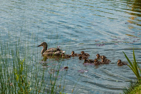 Die Ente Mit Den Entchen Schwimmt Einem Sommertag Auf Dem — Stockfoto