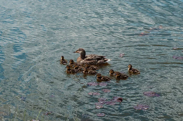 Canard Avec Les Canetons Flotte Long Lac Jour Été — Photo