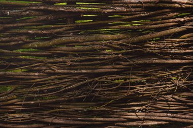 Eski bir çit, sarmaşık çiti