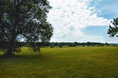 Yeşil alan, ağaç ve mavi gökyüzü. Arkaplan olarak harika, web pankartı