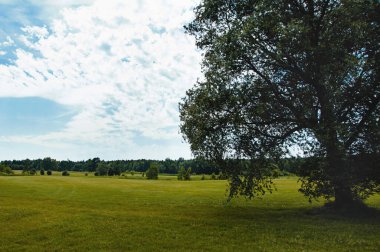 Yeşil alan, ağaç ve mavi gökyüzü. Arkaplan olarak harika, web pankartı