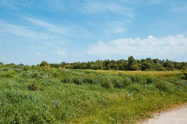 Yeşil alan, ağaç ve mavi gökyüzü. Arkaplan olarak harika, web pankartı
