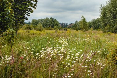 Güzel yaz manzarası Uzun çimenler, çiçekler ve ağaçlarla.