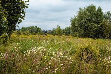 Güzel yaz manzarası Uzun çimenler, çiçekler ve ağaçlarla.