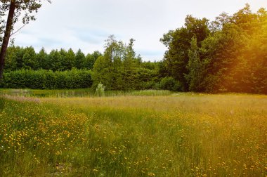 Güzel yaz manzarası Uzun çimenler, çiçekler ve ağaçlarla.