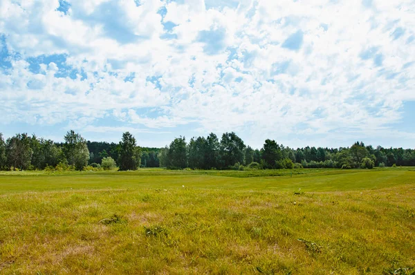 Zelené Pole Strom Modrá Obloha Skvělý Jako Pozadí Web Banner — Stock fotografie