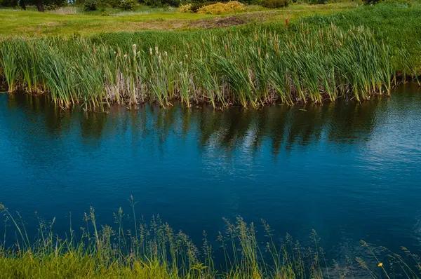 Lago Sul Campo Golf Bellissimo Fagiano Cielo Nuvoloso Blu Alberi — Foto Stock