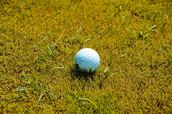 Golfbollen Gräset — Stockfoto