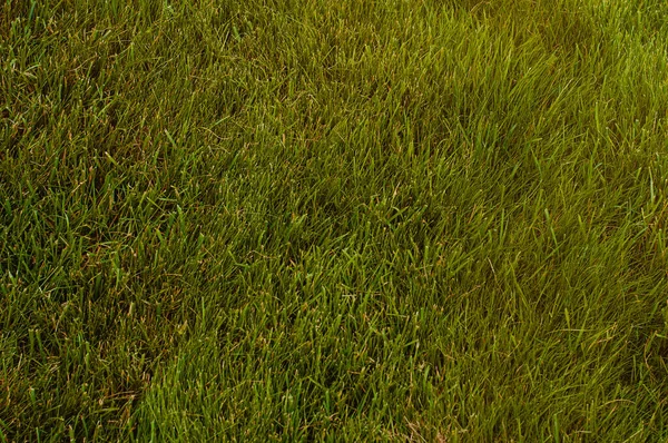 Green Background Tall Grass — Stock Photo, Image