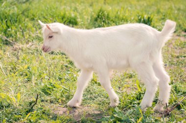 Küçük keçiler çimenlerde otlar..