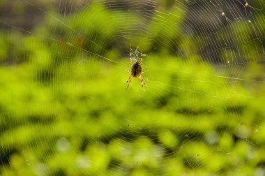 İnternetteki yaban arısı örümceği, üst manzara