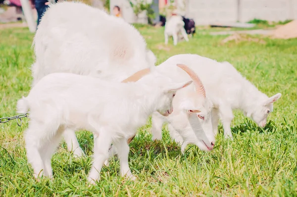 Les Petites Chèvres Paissent Sur Herbe — Photo