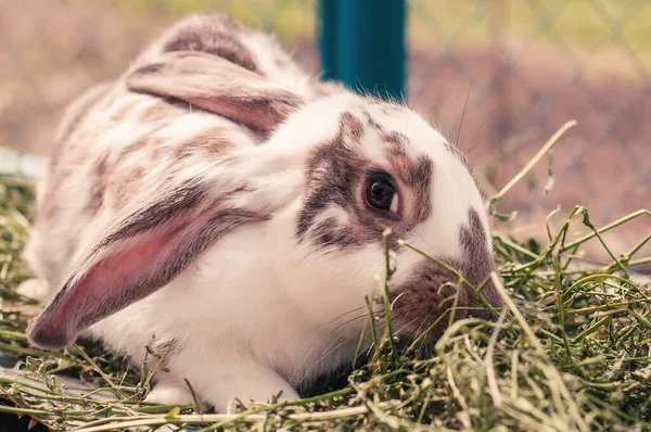 Een Bruin Wit Konijn Het Gras — Stockfoto