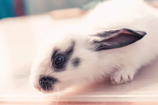 Conejo Divertido Bebé Blanco Negro Sobre Fondo Madera — Foto de Stock