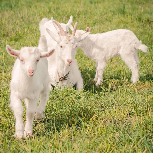 Cabra Branca Com Crianças Pequenas Pastando Grama — Fotografia de Stock