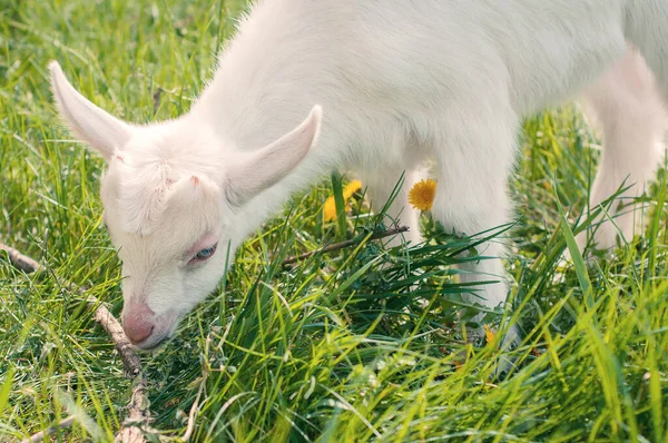 Little Goats Graze Grass — Stock Photo, Image